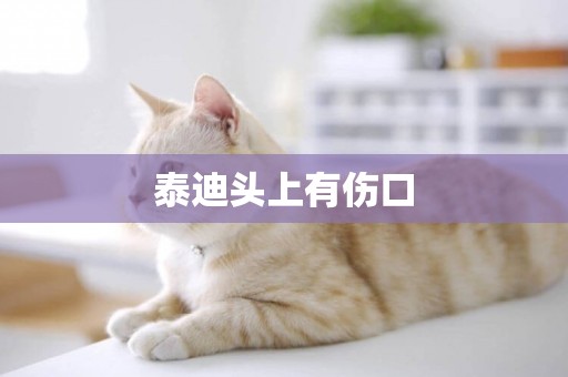 泰迪頭上有傷口