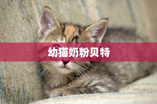 幼貓奶粉貝特