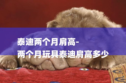 泰迪兩個月肩高-
兩個月玩具泰迪肩高多少