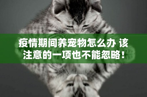 疫情期間養寵物怎么辦 該注意的一項也不能忽略！