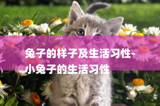 兔子的樣子及生活習性-
小兔子的生活習性