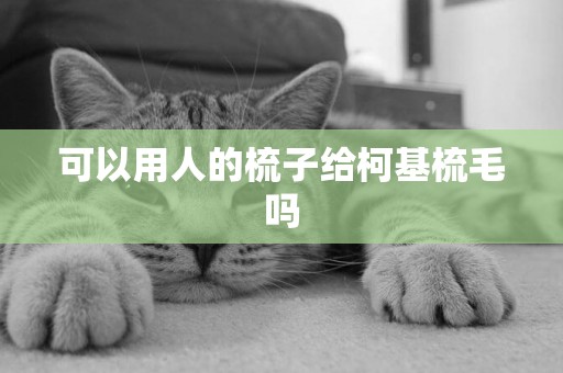 可以用人的梳子給柯基梳毛嗎