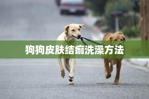 狗狗皮膚結痂洗澡方法