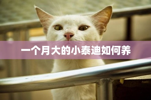一個月大的小泰迪如何養