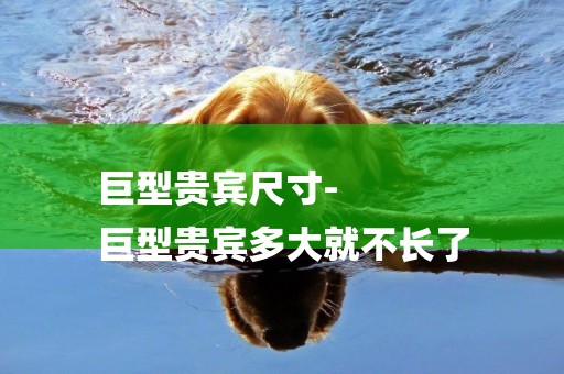 巨型貴賓尺寸-
巨型貴賓多大就不長了