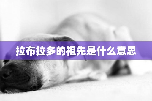拉布拉多的祖先是什么意思