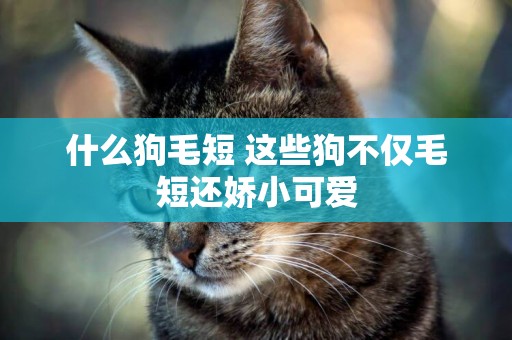 什么狗毛短 這些狗不僅毛短還嬌小可愛