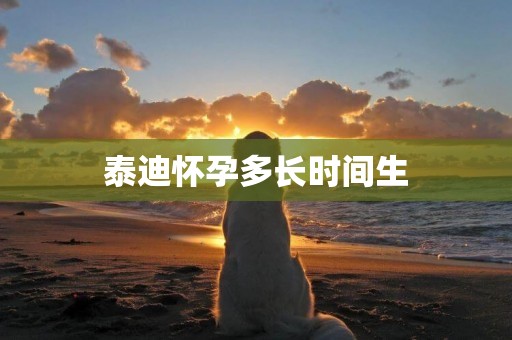 泰迪懷孕多長時間生