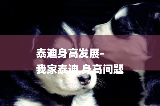 泰迪身高發展-
我家泰迪 身高問題