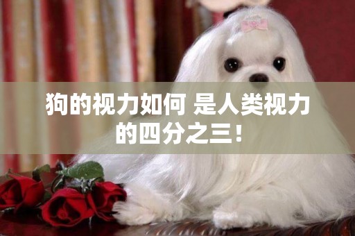 狗的視力如何 是人類視力的四分之三！