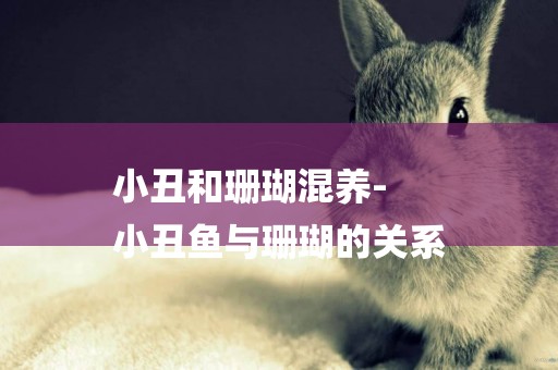 小丑和珊瑚混養-
小丑魚與珊瑚的關系