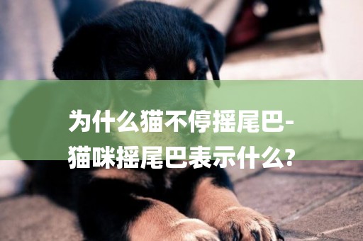為什么貓不停搖尾巴-
貓咪搖尾巴表示什么?