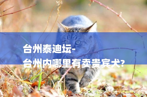 臺州泰迪壇-
臺州內哪里有賣貴賓犬?