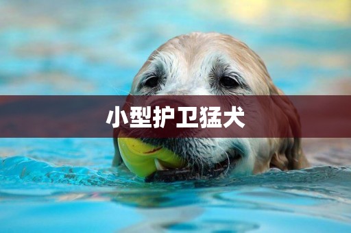 小型護衛猛犬