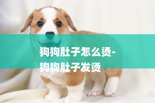狗狗肚子怎么燙-
狗狗肚子發燙