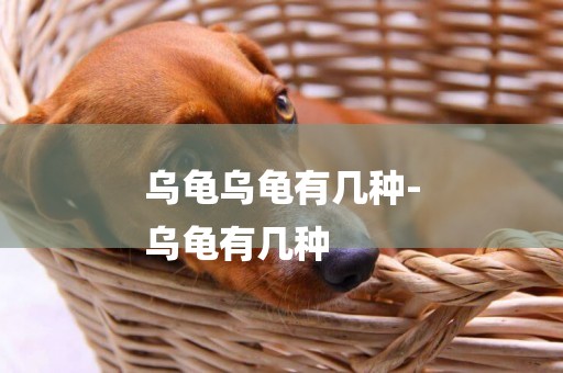 烏龜烏龜有幾種-
烏龜有幾種