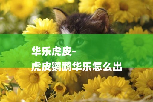 華樂虎皮-
虎皮鸚鵡華樂怎么出