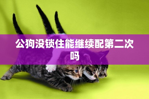 公狗沒鎖住能繼續配第二次嗎