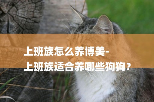 上班族怎么養博美-
上班族適合養哪些狗狗？