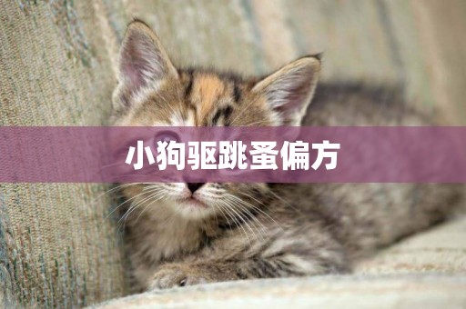 小狗驅跳蚤偏方