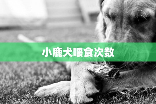 小鹿犬喂食次數
