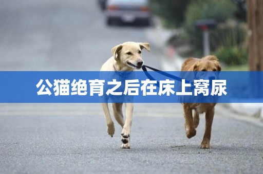 公貓絕育之后在床上窩尿