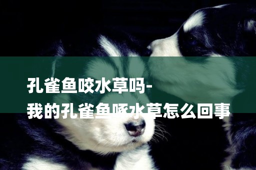 孔雀魚咬水草嗎-
我的孔雀魚啄水草怎么回事