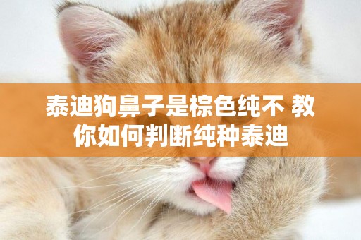 泰迪狗鼻子是棕色純不 教你如何判斷純種泰迪