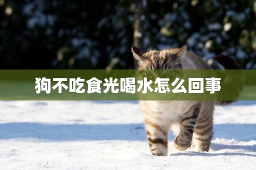 狗不吃食光喝水怎么回事
