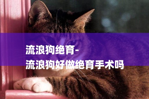 流浪狗絕育-
流浪狗好做絕育手術嗎