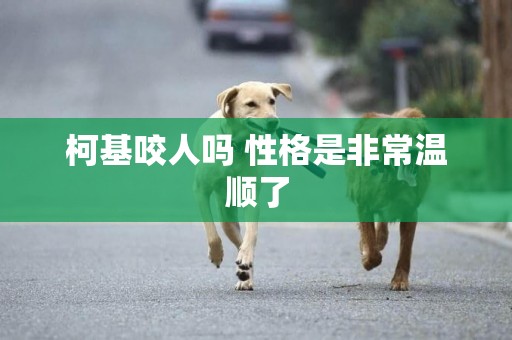 柯基咬人嗎 性格是非常溫順了