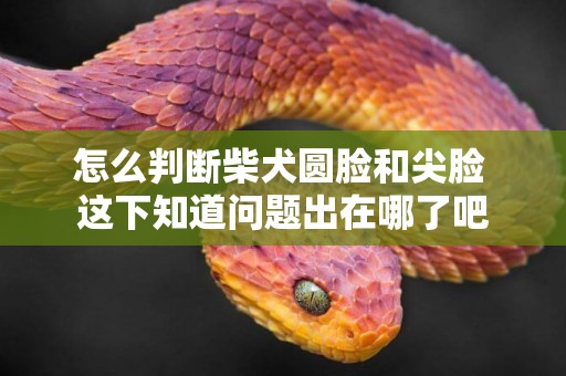 怎么判斷柴犬圓臉和尖臉 這下知道問題出在哪了吧