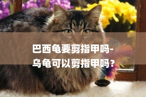 巴西龜要剪指甲嗎-
烏龜可以剪指甲嗎？