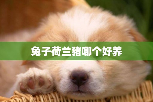 兔子荷蘭豬哪個好養