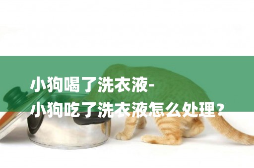 小狗喝了洗衣液-
小狗吃了洗衣液怎么處理？