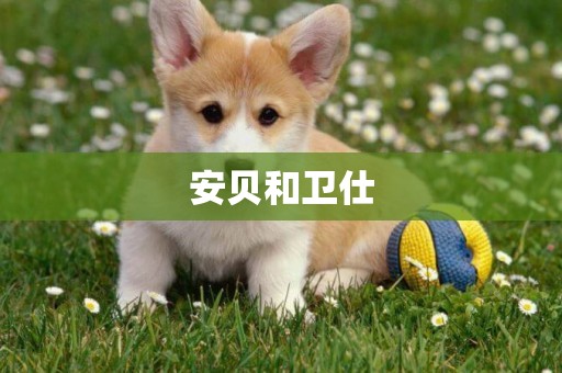 安貝和衛仕
