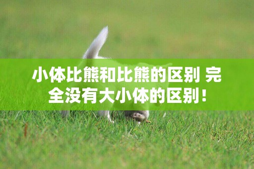 小體比熊和比熊的區別 完全沒有大小體的區別！