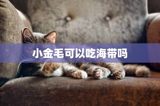 小金毛可以吃海帶嗎