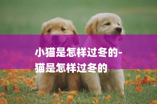 小貓是怎樣過冬的-
貓是怎樣過冬的