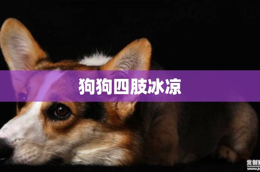 狗狗四肢冰涼