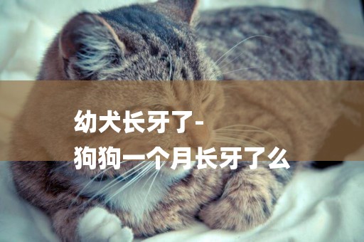 幼犬長牙了-
狗狗一個月長牙了么