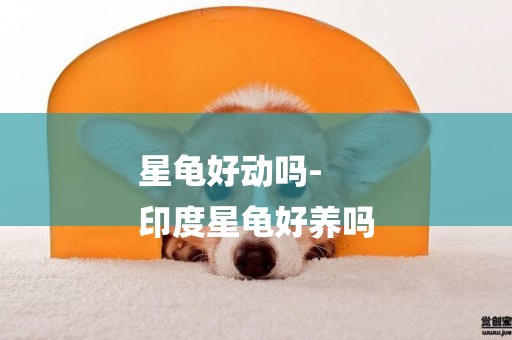 星龜好動嗎-
印度星龜好養嗎