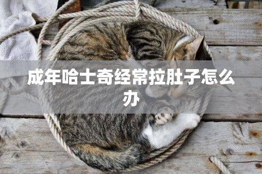 成年哈士奇經常拉肚子怎么辦