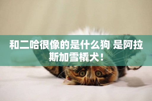 和二哈很像的是什么狗 是阿拉斯加雪橇犬！