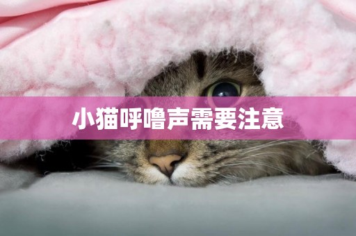 小貓呼嚕聲需要注意