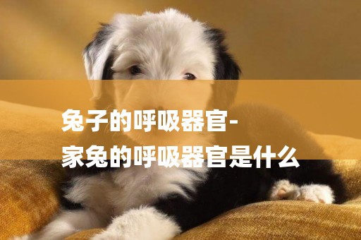 兔子的呼吸器官-
家兔的呼吸器官是什么