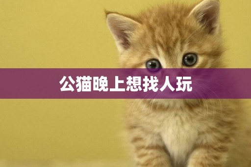 公貓晚上想找人玩