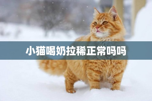 小貓喝奶拉稀正常嗎嗎