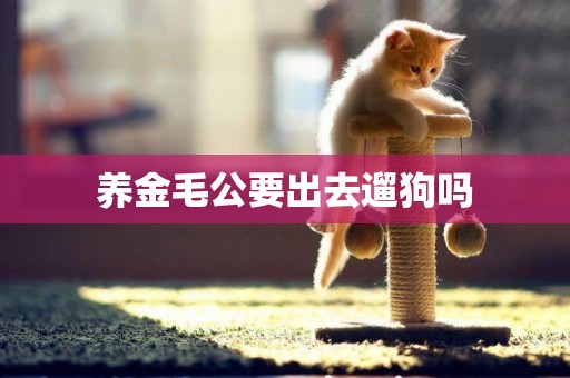 養金毛公要出去遛狗嗎