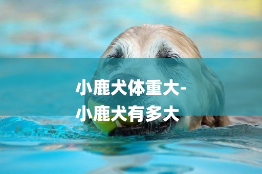 小鹿犬體重大-
小鹿犬有多大